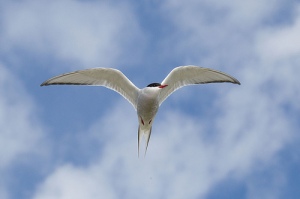 Today's post is all about seabirds. Again. (Arctic Tern - Andreas Trepte - http://creativecommons.org/licenses/by-nc-sa/2.0/#)