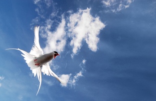 Arctic tern dive-bombs photographer