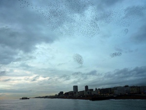 Murmuration of starlings over Brighton
